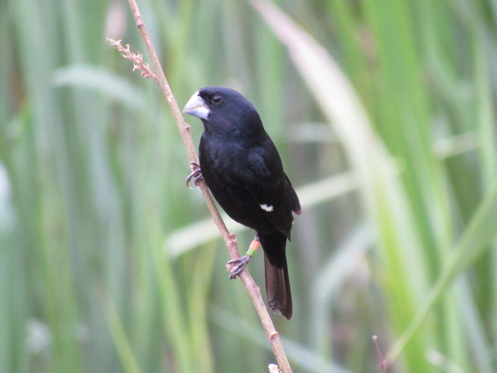 bicudo-macho-pousado-em-um-galho-no-seu-habitat-natural