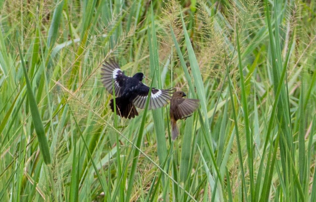 casal-de-bicudos-voando-na-vegetação