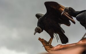 Urubus-de-cabeça-preta (Coragyps atratus) em cima de telhado, Belo Horizonte. Foto por Izadora Cabral.