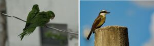 Foto 1: Maritacas (Psittacara leucophthalmus) em fio de energia – Belo Horizonte.Foto 2: Bem-te-vi (Pitangus sulphuratus) em bloco de concreto – Belo Horizonte. Fotos: Izadora Cabral.
