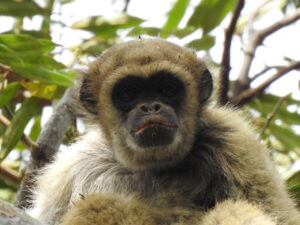 Muriqui-do-Norte